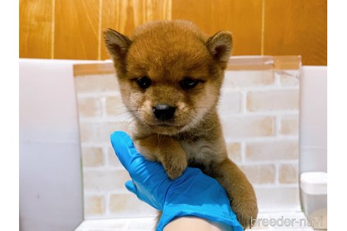 成約済の東京都の豆柴-271535の8枚目