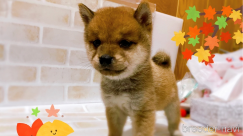 成約済の東京都の豆柴-271535の5枚目