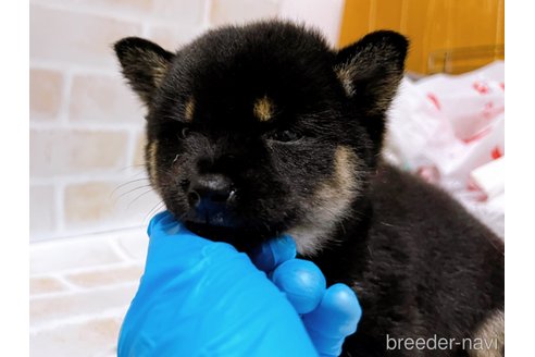 成約済の東京都の豆柴-271533の5枚目