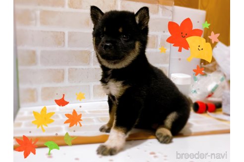 成約済の東京都の豆柴-271533の6枚目