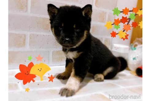 成約済の東京都の豆柴-271533の7枚目