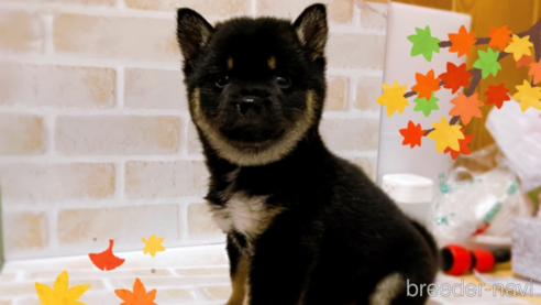 成約済の東京都の豆柴-271533の4枚目