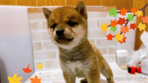 成約済の東京都の豆柴-271535の4枚目