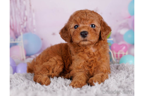 成約済の千葉県のトイプードル-271554の3枚目