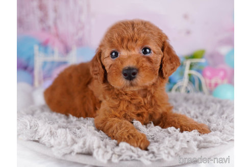 成約済の千葉県のトイプードル-271554の4枚目