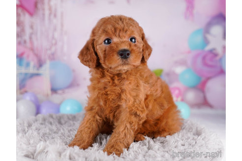 成約済の千葉県のトイプードル-271554の5枚目