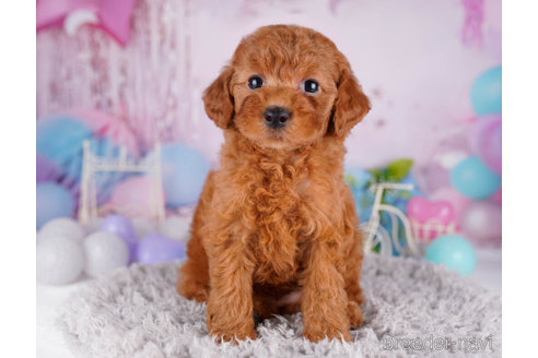 成約済の千葉県のトイプードル-271554の6枚目