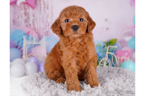 成約済の千葉県のトイプードル-271554の1枚目