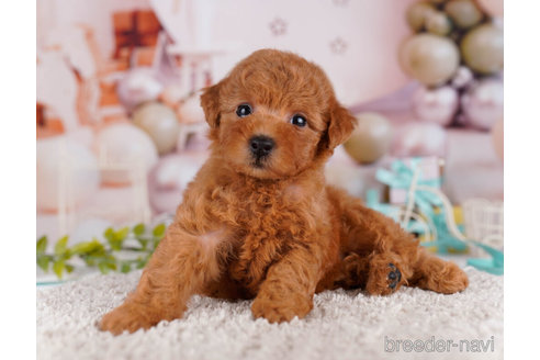 成約済の千葉県のトイプードル-271557の3枚目