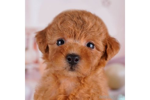 成約済の千葉県のトイプードル-271557