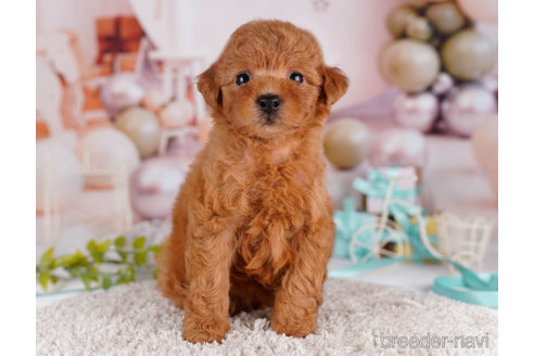 成約済の千葉県のトイプードル-271557の4枚目