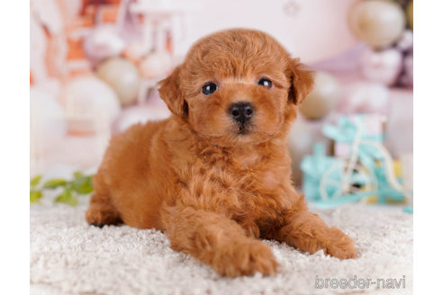 成約済の千葉県のトイプードル-271557の5枚目