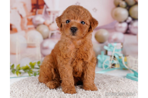 成約済の千葉県のトイプードル-271557の6枚目