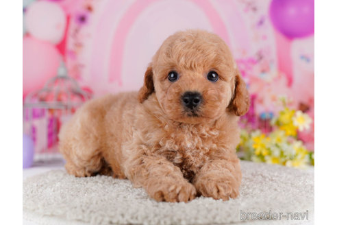 成約済の千葉県のトイプードル-271568