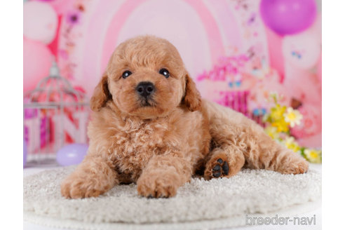 成約済の千葉県のトイプードル-271568の3枚目