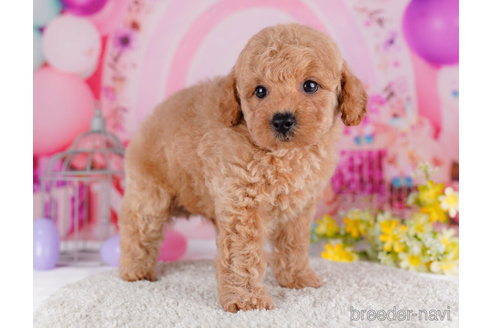 成約済の千葉県のトイプードル-271568の4枚目