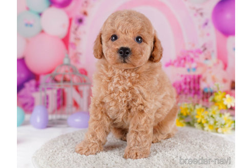 成約済の千葉県のトイプードル-271568の5枚目