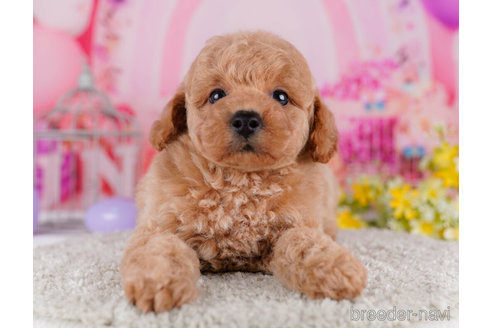 成約済の千葉県のトイプードル-271568の6枚目