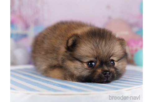 成約済の千葉県のポメラニアン-271581の3枚目