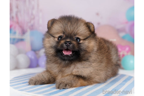 成約済の千葉県のポメラニアン-271581の4枚目