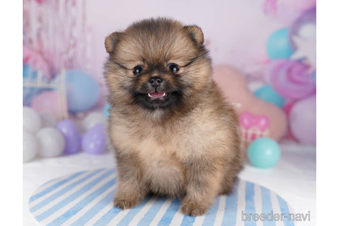 成約済の千葉県のポメラニアン-271581の5枚目