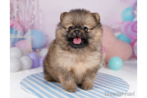 成約済の千葉県のポメラニアン-271581の1枚目