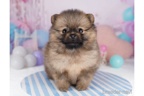 成約済の千葉県のポメラニアン-271581の2枚目