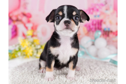 成約済の千葉県のチワワ(スムースコート)-271582の5枚目