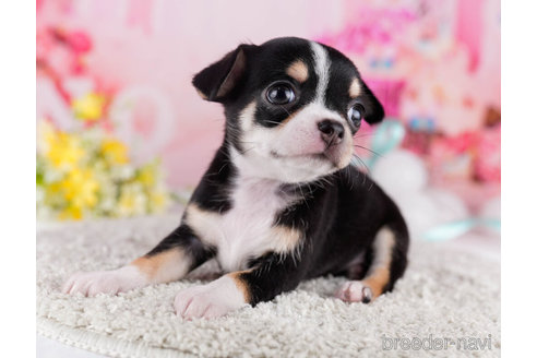 成約済の千葉県のチワワ(スムースコート)-271582の1枚目