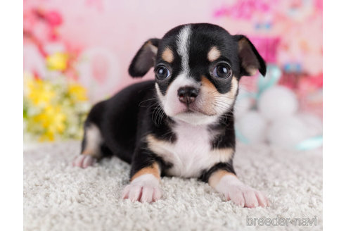 成約済の千葉県のチワワ(スムースコート)-271582の6枚目