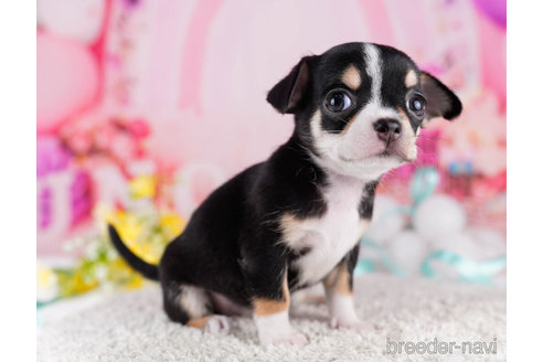 成約済の千葉県のチワワ(スムースコート)-271582の3枚目