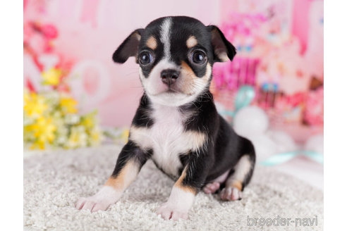 成約済の千葉県のチワワ(スムースコート)-271582の4枚目