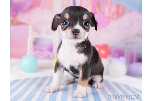 成約済の千葉県のチワワ(スムースコート)-271584の3枚目