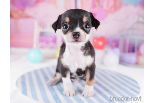 成約済の千葉県のチワワ(スムースコート)-271584の1枚目