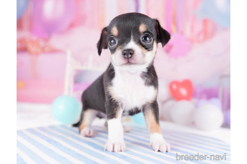 成約済の千葉県のチワワ(スムースコート)-271584の4枚目