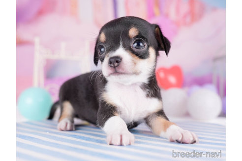 成約済の千葉県のチワワ(スムースコート)-271584の5枚目