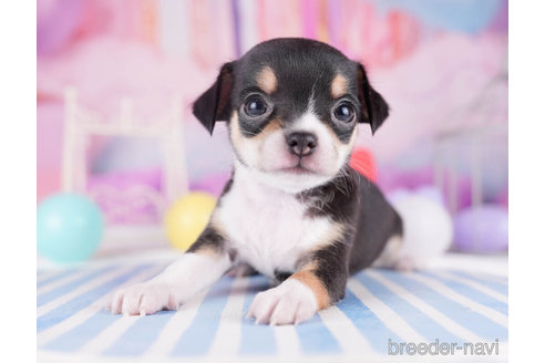 成約済の千葉県のチワワ(スムースコート)-271584の6枚目