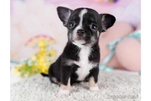 成約済の千葉県のチワワ(スムースコート)-271590の4枚目