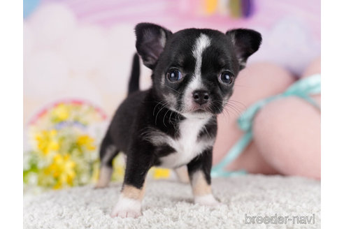 成約済の千葉県のチワワ(スムースコート)-271590の5枚目