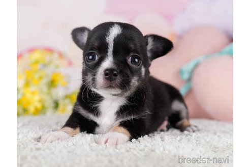 成約済の千葉県のチワワ(スムースコート)-271590の6枚目