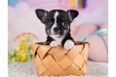 成約済の千葉県のチワワ(スムースコート)-271590の1枚目