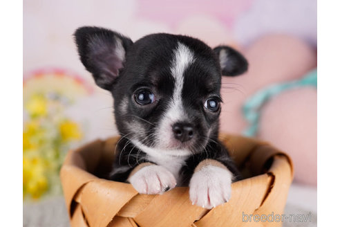 成約済の千葉県のチワワ(スムースコート)-271590の3枚目