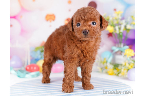 成約済の千葉県のトイプードル-271596の6枚目