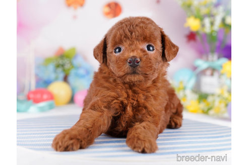 成約済の千葉県のトイプードル-271596の3枚目