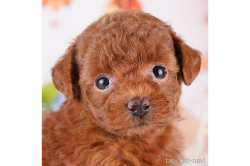 成約済の千葉県のトイプードル-271596の1枚目