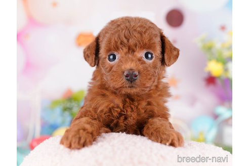 成約済の千葉県のトイプードル-271596の4枚目