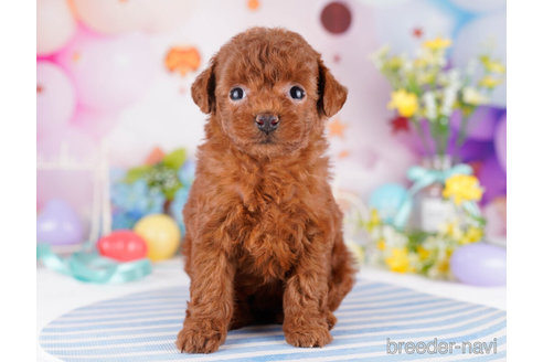 成約済の千葉県のトイプードル-271596の5枚目