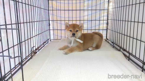 成約済の茨城県の柴犬-271605の1枚目