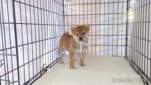 成約済の茨城県の柴犬-271605の6枚目
