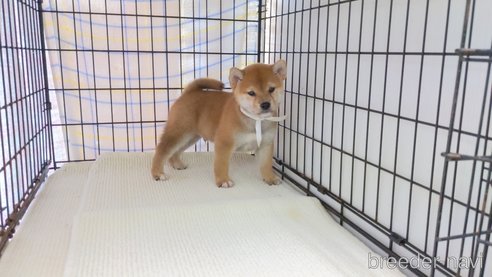 成約済の茨城県の柴犬-271605の5枚目